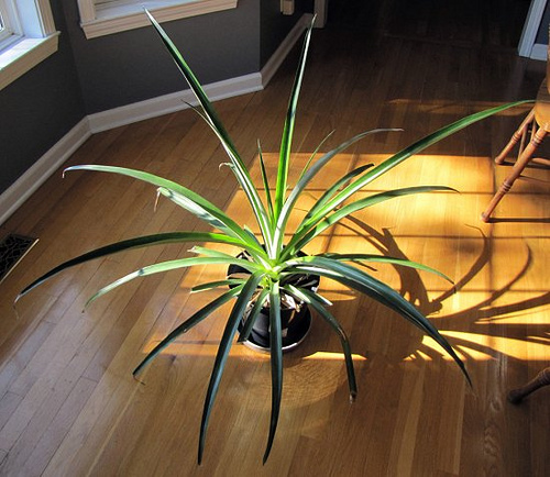 Pineapple-6