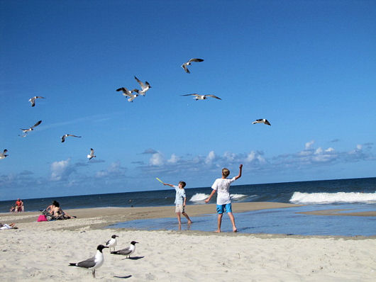 Post image for For The Birds
