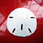 Thumbnail image for Sand Dollars & Reminders